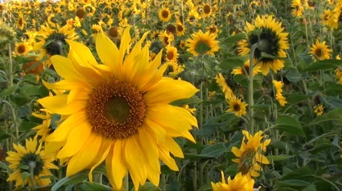 Sunflowers Stock Footage 916045