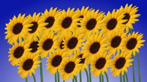 Sunflowers  Stock Footage 1092208