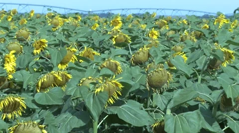 Sunflowers 스톡 동영상 5426628