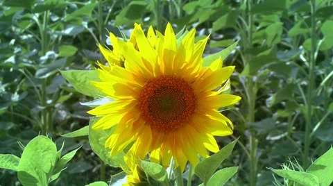 Sunflowers Stockbeeldmateriaal 7904150