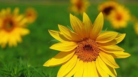Sunflowers 库存影片 8510795