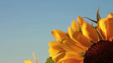Sunflowers Video stock 8560141