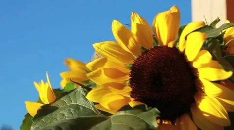 Sunflowers Stock Footage 8560212