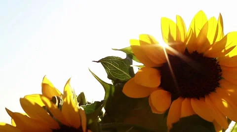 Sunflowers Video stock 8560910