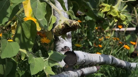 Sunflowers 스톡 동영상 8684948