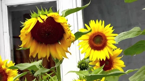 Sunflowers Видео 8762858