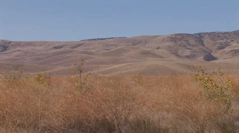 Sunflowers Stock Footage 8830613