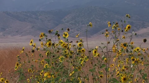 Sunflowers Stock Footage 8830673
