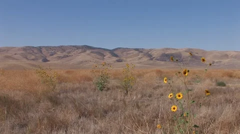 Sunflowers Stock Footage 8830913