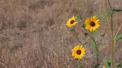 Sunflowers Stock Footage 8830945