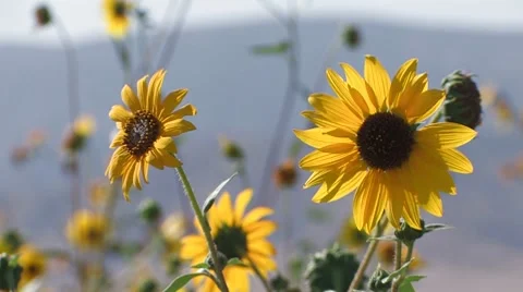 Sunflowers Stock Footage 8830986