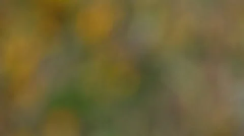 Sunflowers Stock Footage 8831078