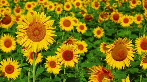Sunflowers Stock Footage 10869651