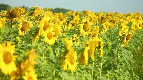 Sunflowers Stock Footage 11419423