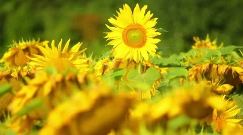 Sunflowers Stock Footage 11419433