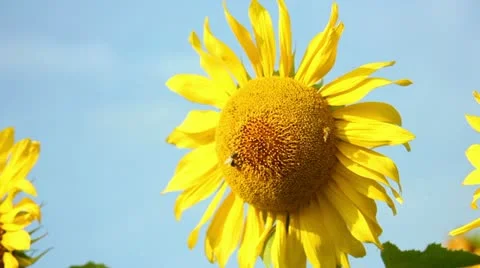 Sunflowers Stock Footage 11419437