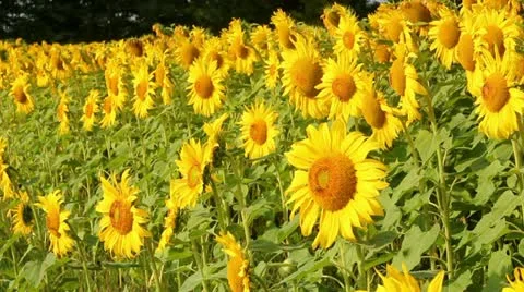 Sunflowers Stock Footage 11419481