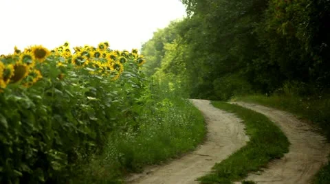Sunflowers Stock Footage 11419516