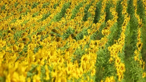 Sunflowers Stock Footage 11419521
