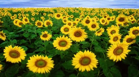 Sunflowers Video stock 11431230