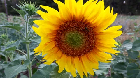 Sunflowers Vidéo 26023454