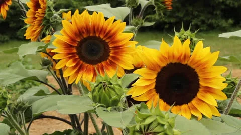 Sunflowers Stock Footage 26458616