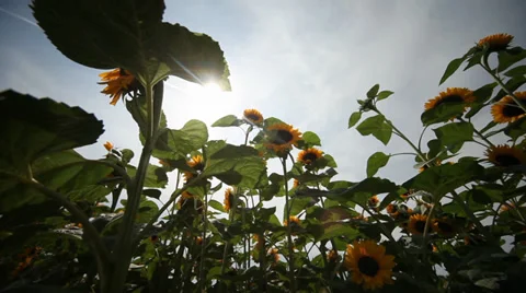 Sunflowers Stock Footage 29203733