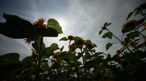 Sunflowers Stock Footage 29203802