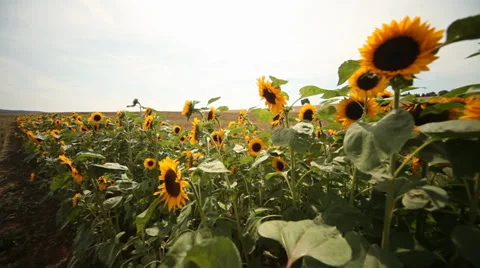 Sunflowers Stock Footage 29204308