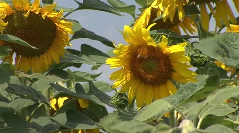 Sunflowers Vídeo Stock 41141204