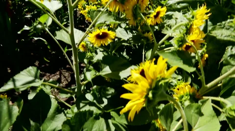 Sunflowers Stock Footage 46459730