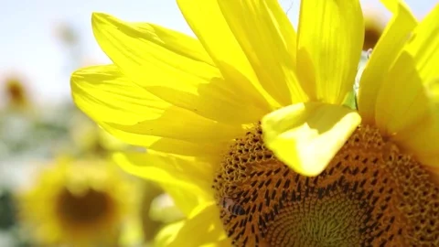 Sunflowers Vídeos de archivo 77729077