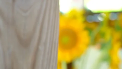 Sunflowers Stock Footage 79212281
