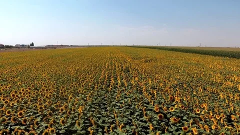 Sunflowers Stock Footage 79309858