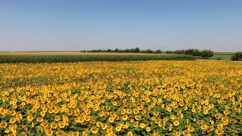 Sunflowers Stock Footage 79312178