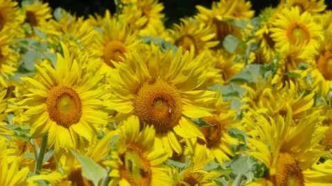Sunflowers Video stock 79619793