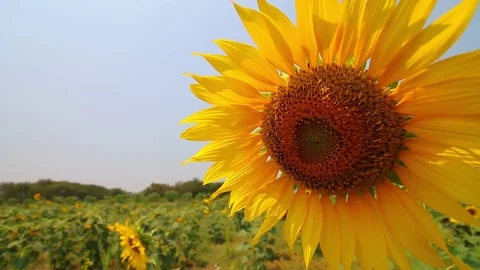 Sunflowers Stock Footage 80119665