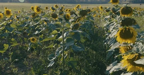 Sunflowers Video stock 80455517