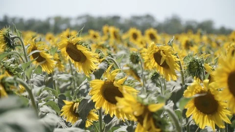 Sunflowers Stockbeeldmateriaal 98635007