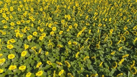 Sunflowers 動画素材 99182444