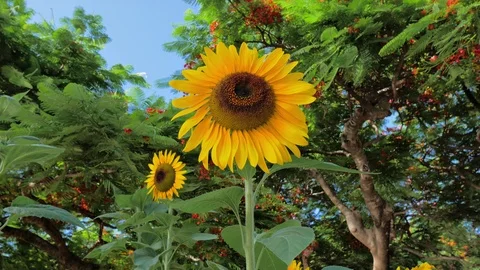 Sunflowers Stock Footage 101818140