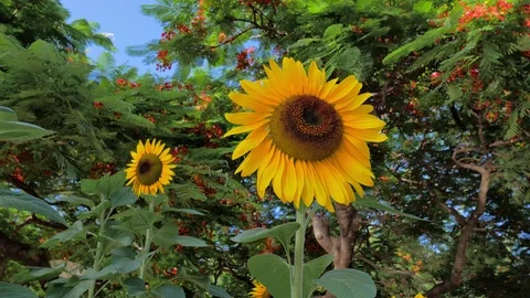 Sunflowers Stock Footage 101858283