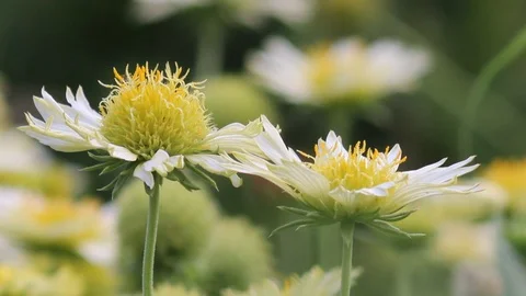 Sunflowers Stock Footage 103473629