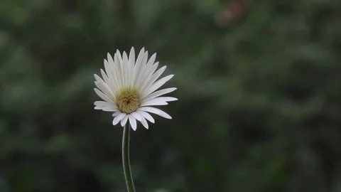 Sunflowers Stock Footage 103506717