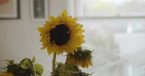 Sunflowers 動画素材 106302754