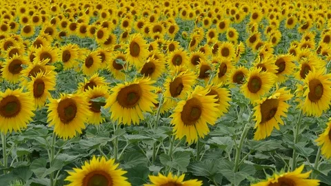 Sunflowers Stock Footage 111773424