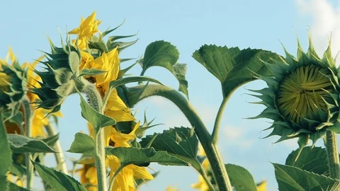 Sunflowers Stock Footage