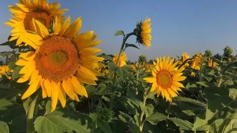 Sunflowers Stock Footage 112921900