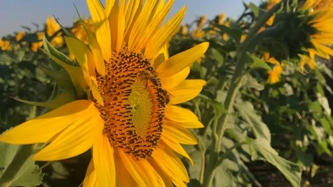 Sunflowers Stock Footage 112977599
