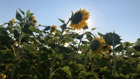 Sunflowers Stock Footage 112988429